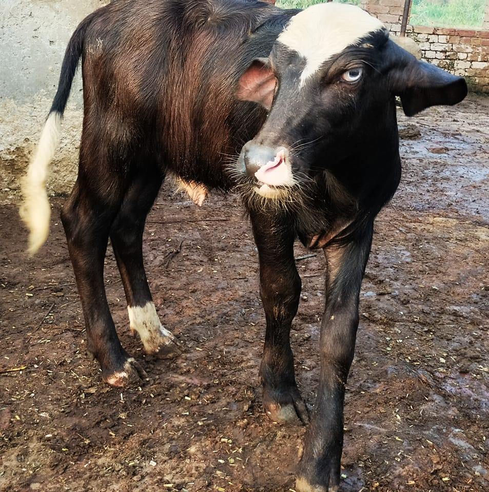 Mahar Imran Ghugh Buffalo Farm Kot Moman | Kot-Moman