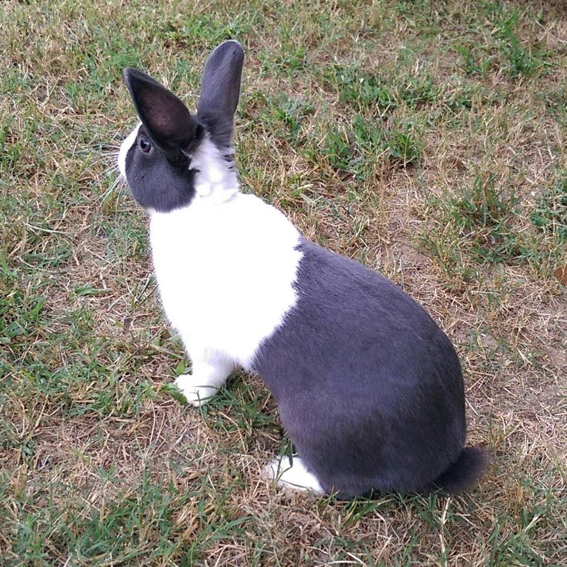 Upstate Dutch Rabbitry