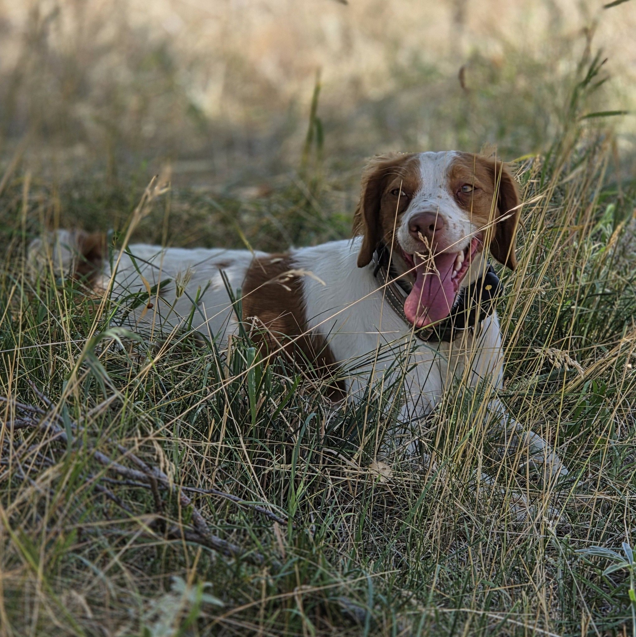 All-round Bird Dogs on Reels