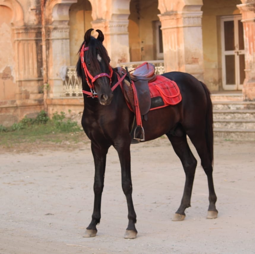 Royal Horses of Estate Rampur | Rampur