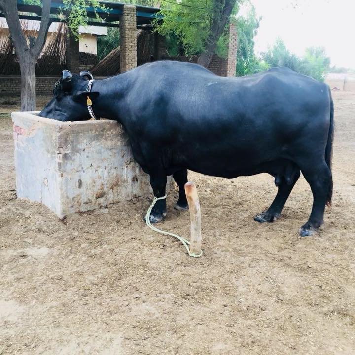 Sadam cattle farm | New Saidabad