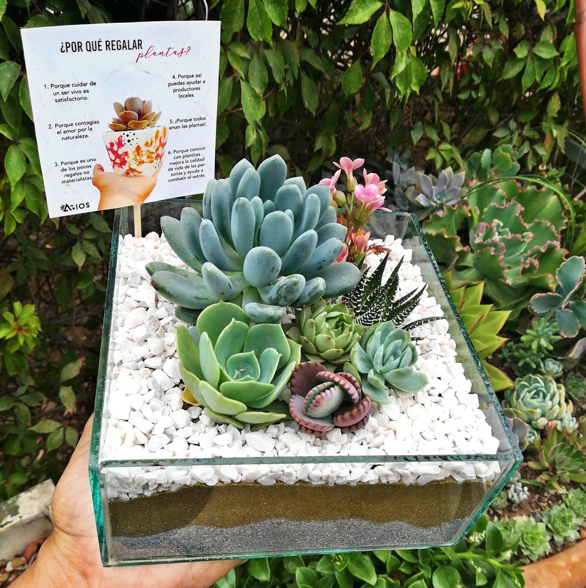 Cactus y Suculentas Iraiz | Culiacán