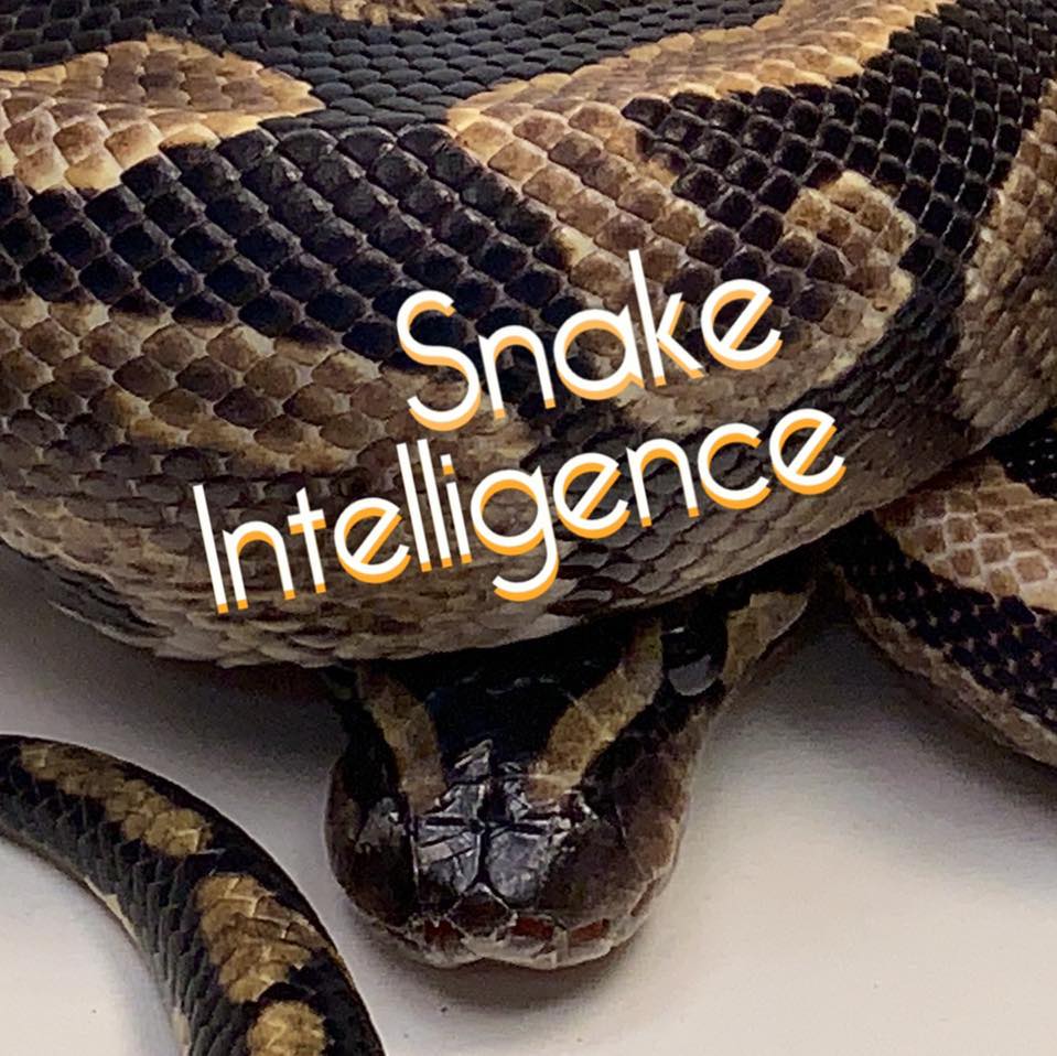 Snake Intelligence