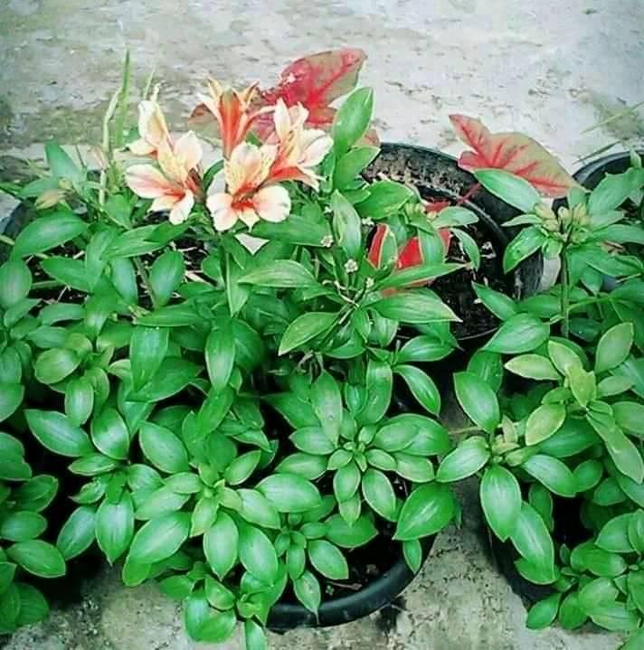 Jual bunga