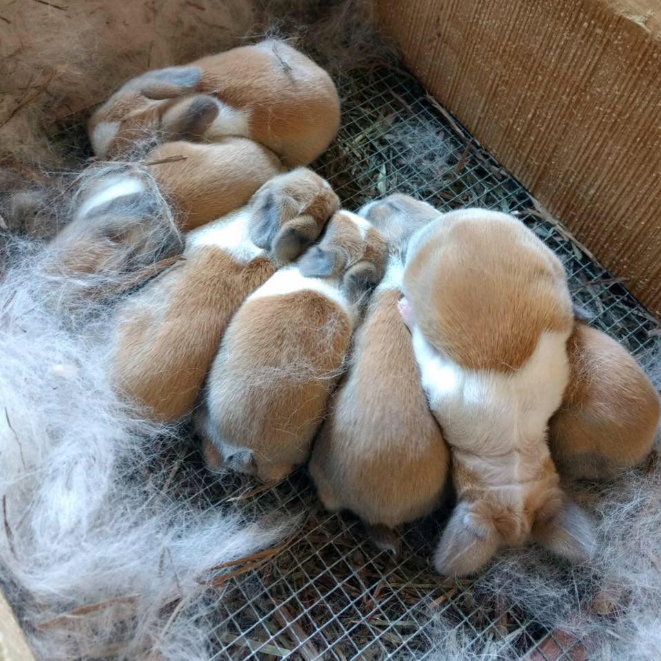 M+M Rabbitry Dutch Rabbits | Westminster MD