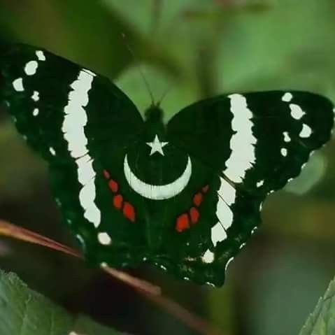 Haji Pyar Ali Rajar