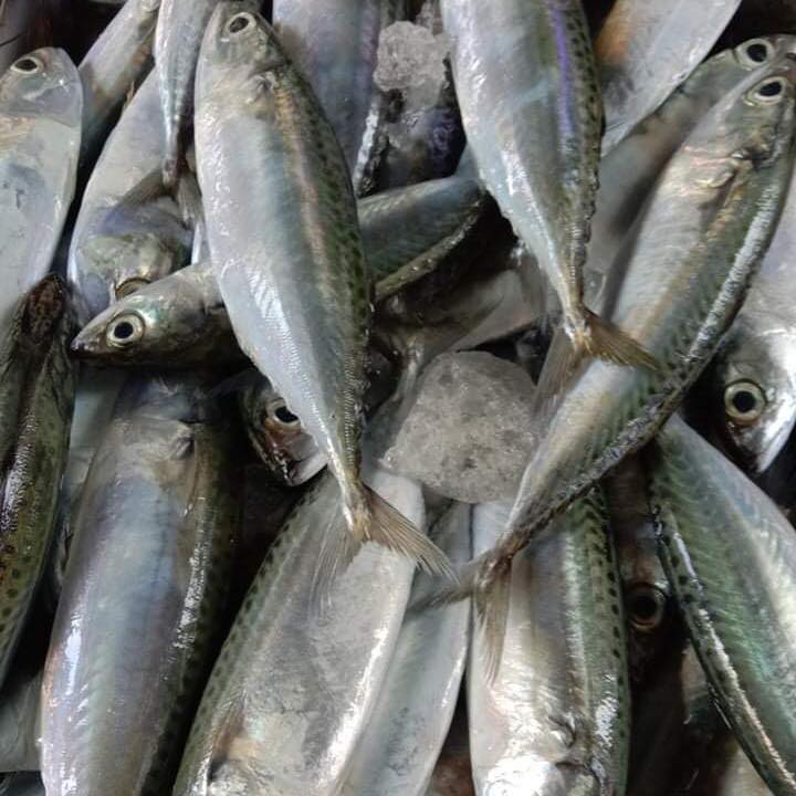 Siblings Fish and Seafoods Online | Quezon City