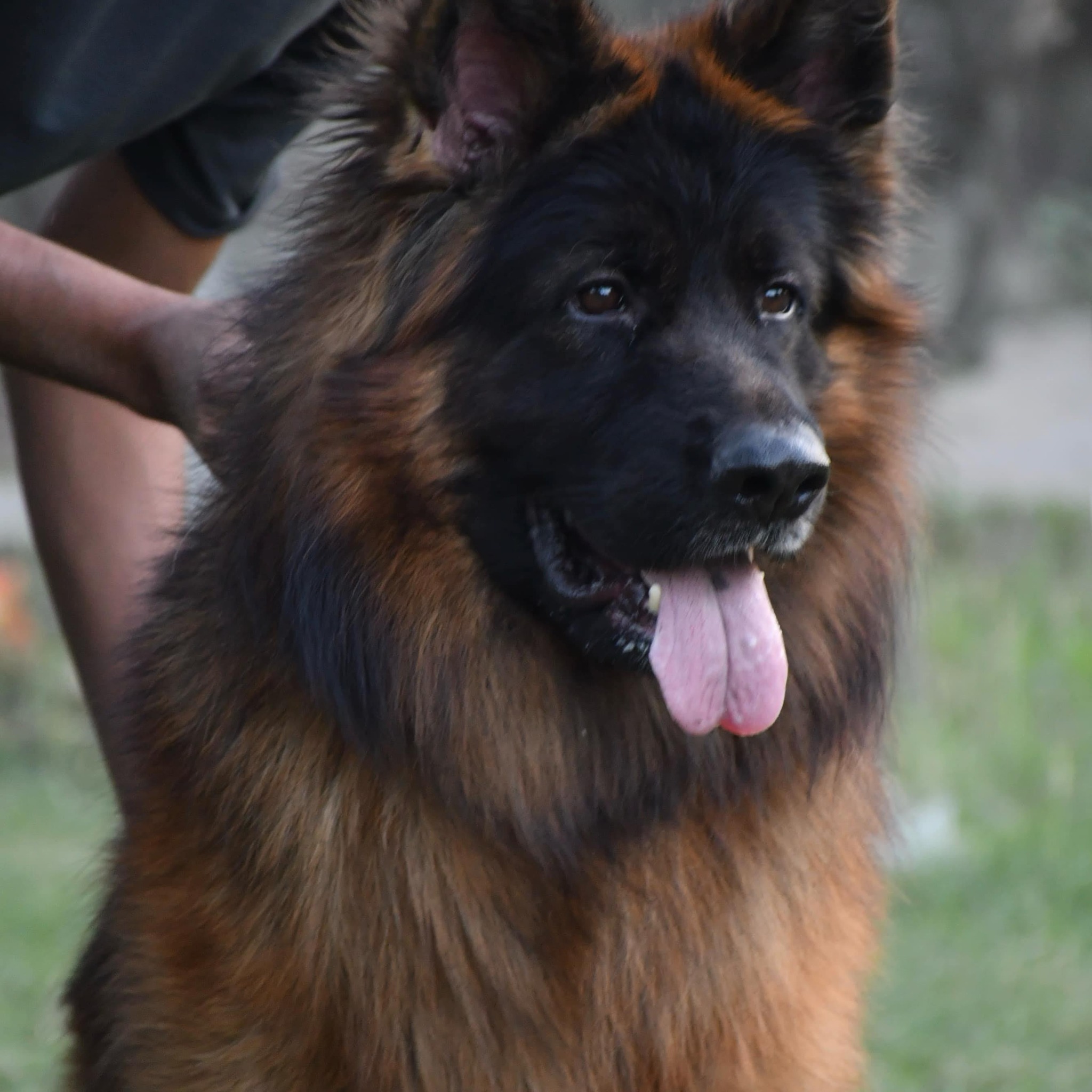 Naveen Land Kennel Meerut City