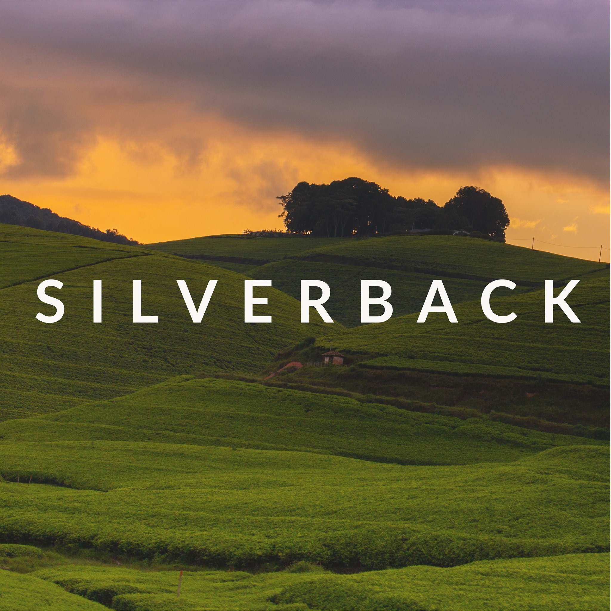 Silverback Tea