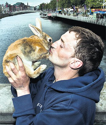 Barney the rabbit that was rescued from the river Liffey