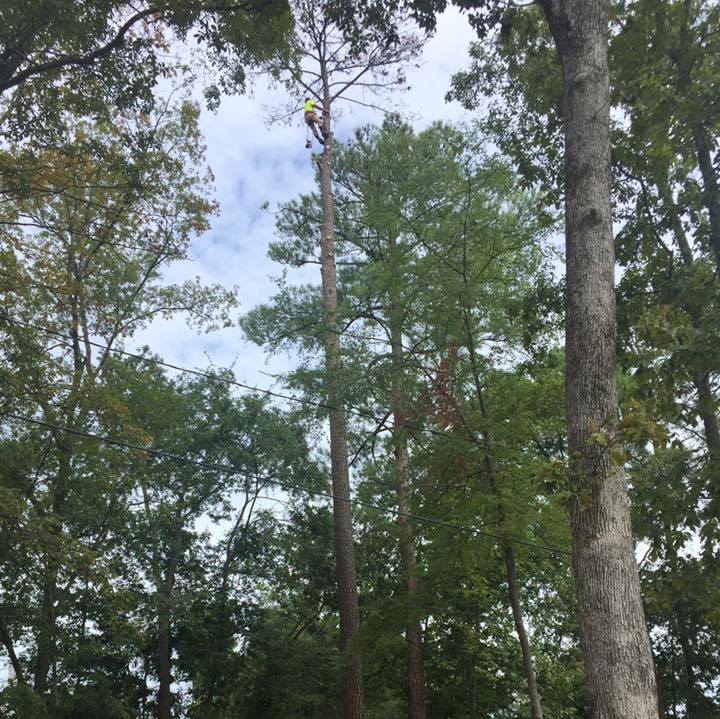 ASAP Tree Service | Chapin SC