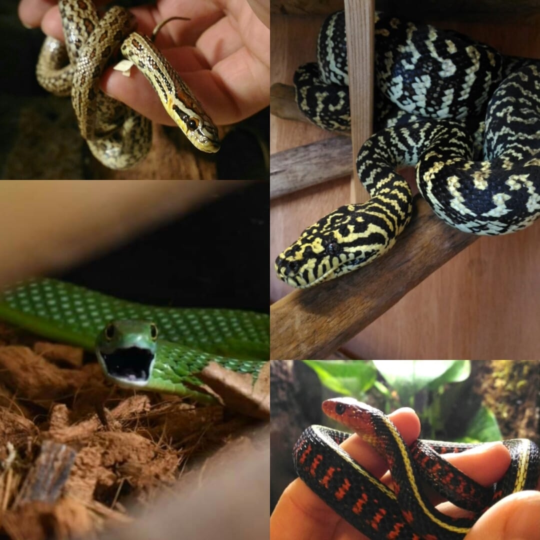 Reptile Colors