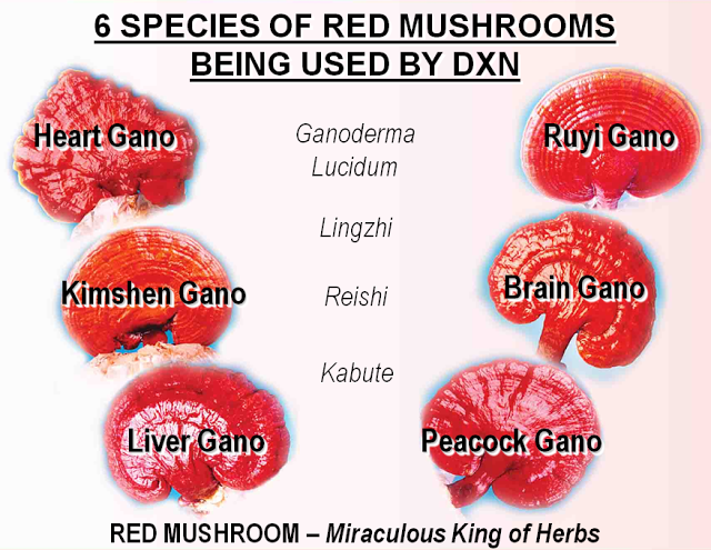 Ganoderma Lucidum DXN