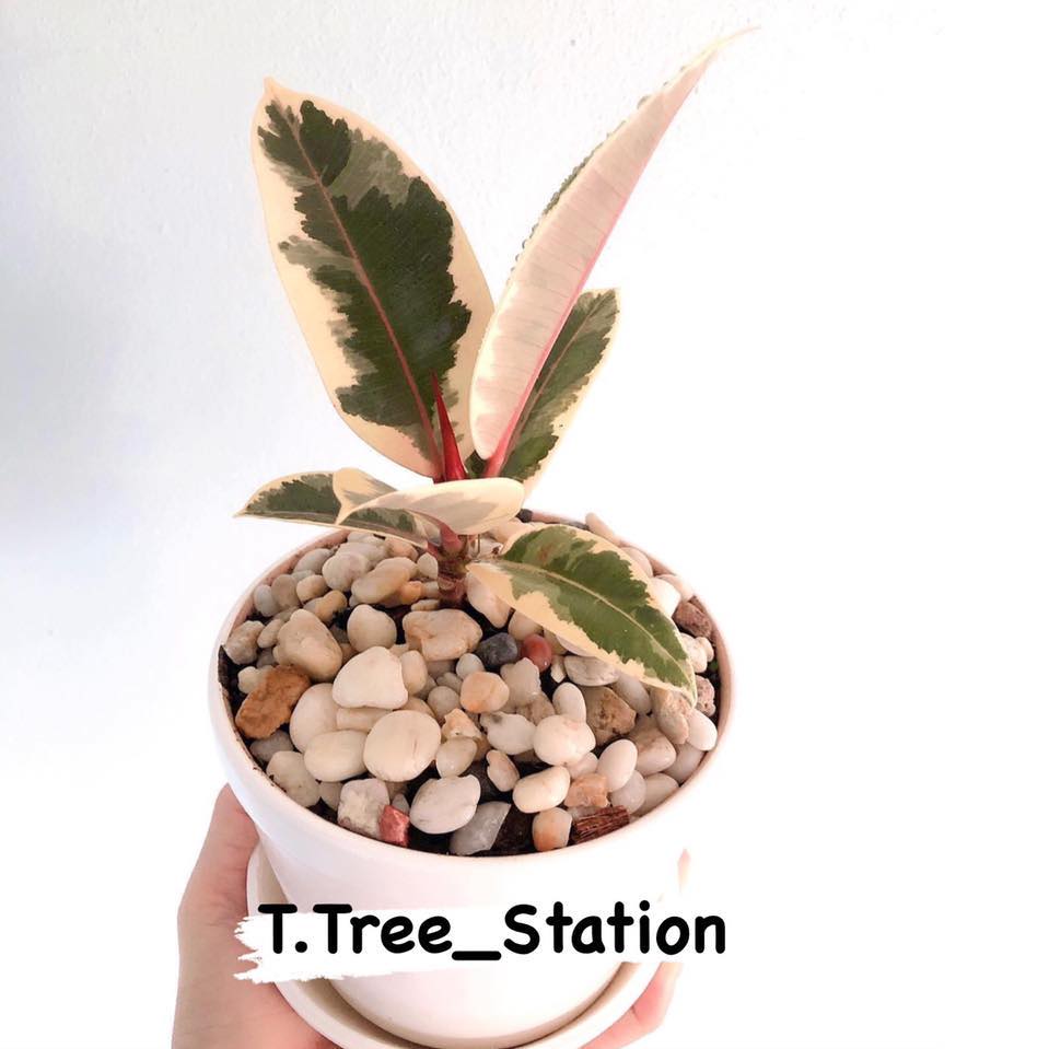 Tree Station