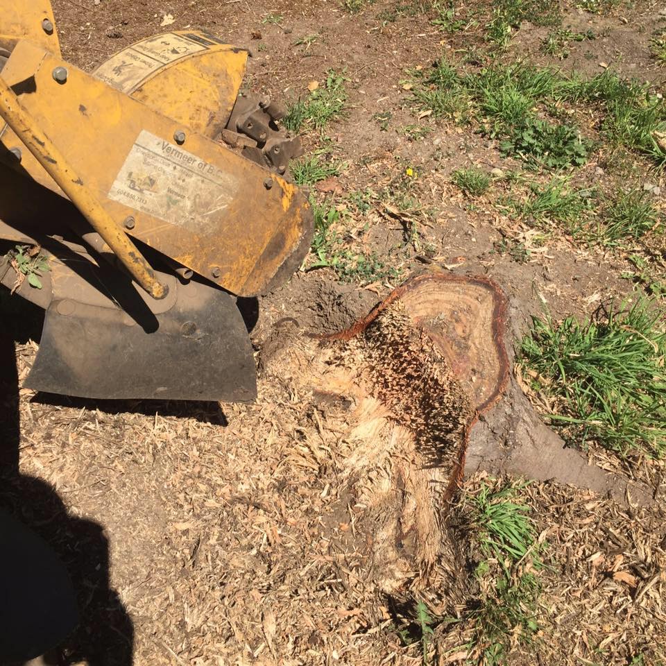 Vancouver Island Stump Grinding | Victoria BC