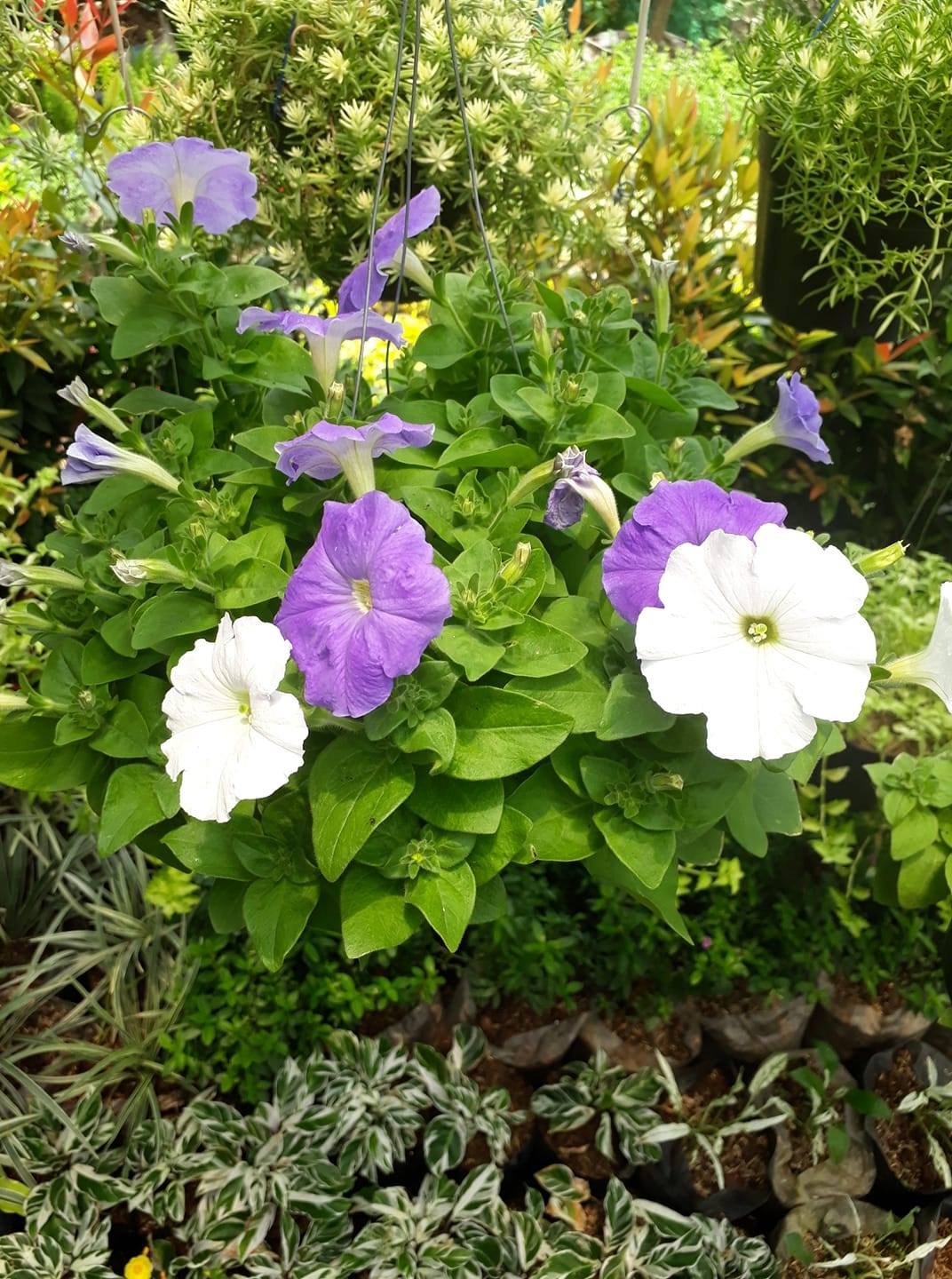 Pohon bunga