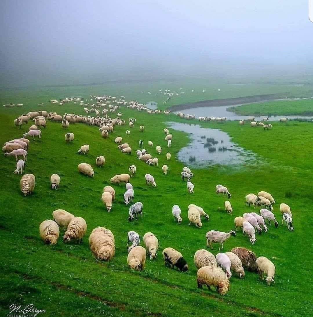 Devra rashka دةفرا راشكا