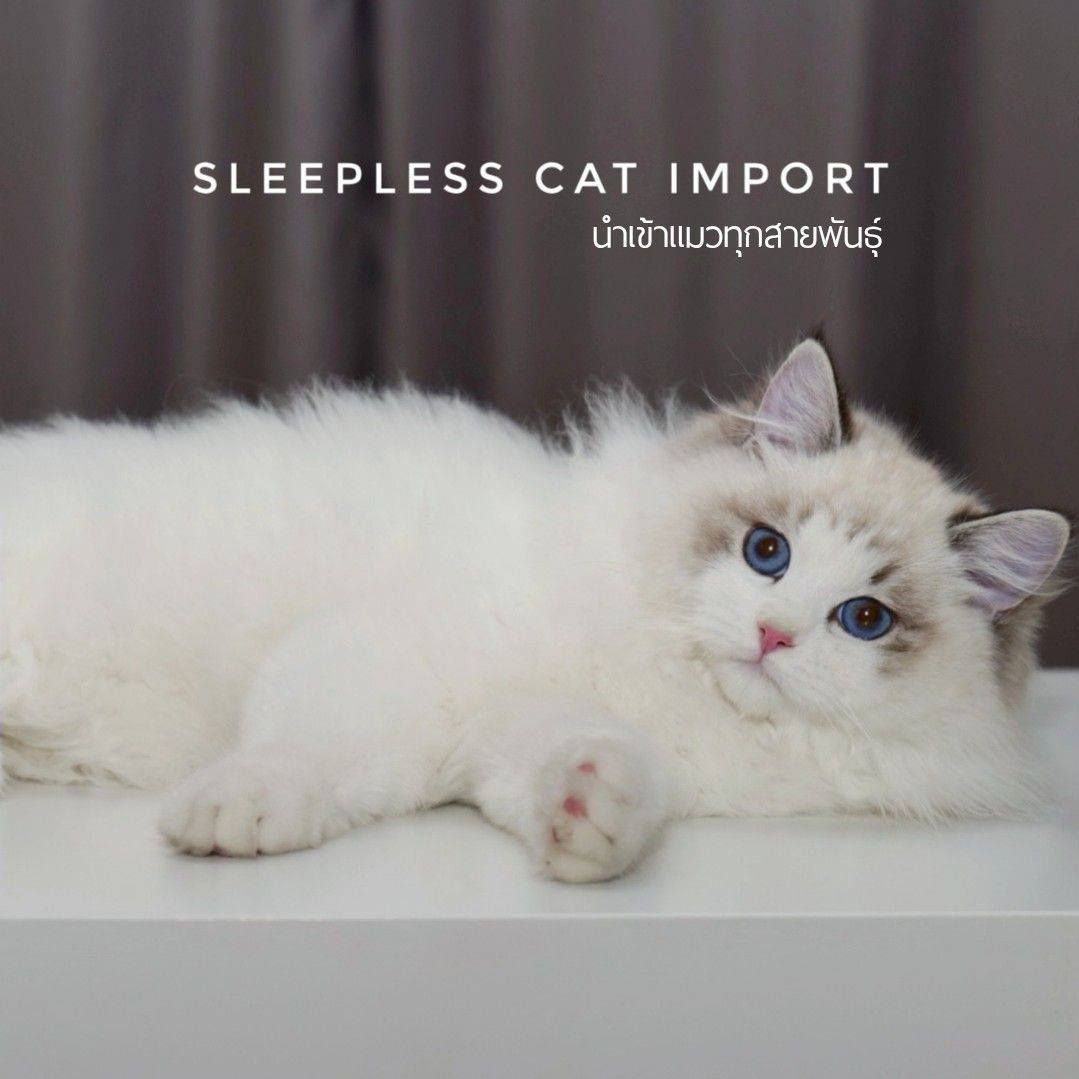 Sleepless cat import นำเข้าแมวทุกสายพันธุ์ | Bangkok