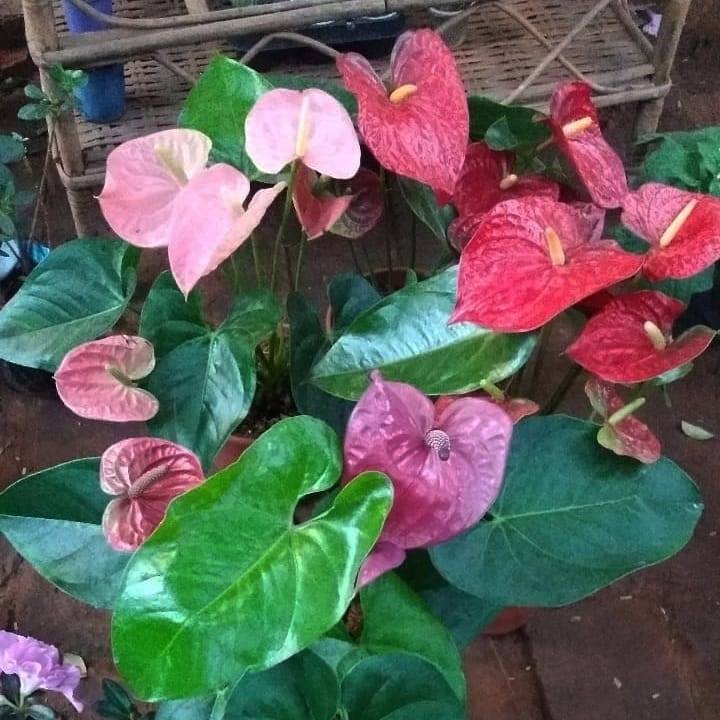 vivero_abuela_roga