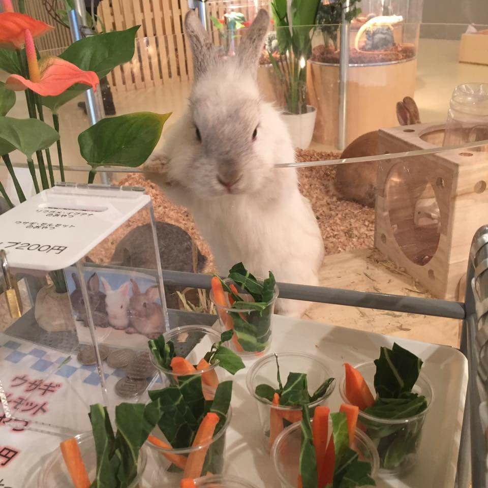 moff animal cafe イオン モール 幕張 新 都心 店