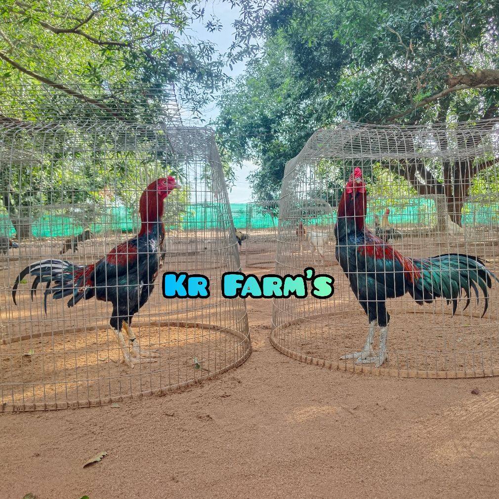 కె.ఆర్ - 10 Breeding Hen's Sold To Bhimavaram Venkata Subbaraju Raju ...