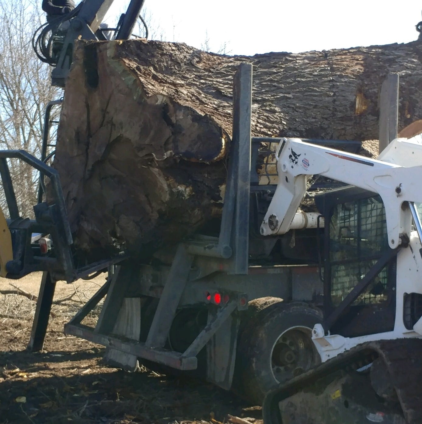 4-state walnut logging | Anderson MO
