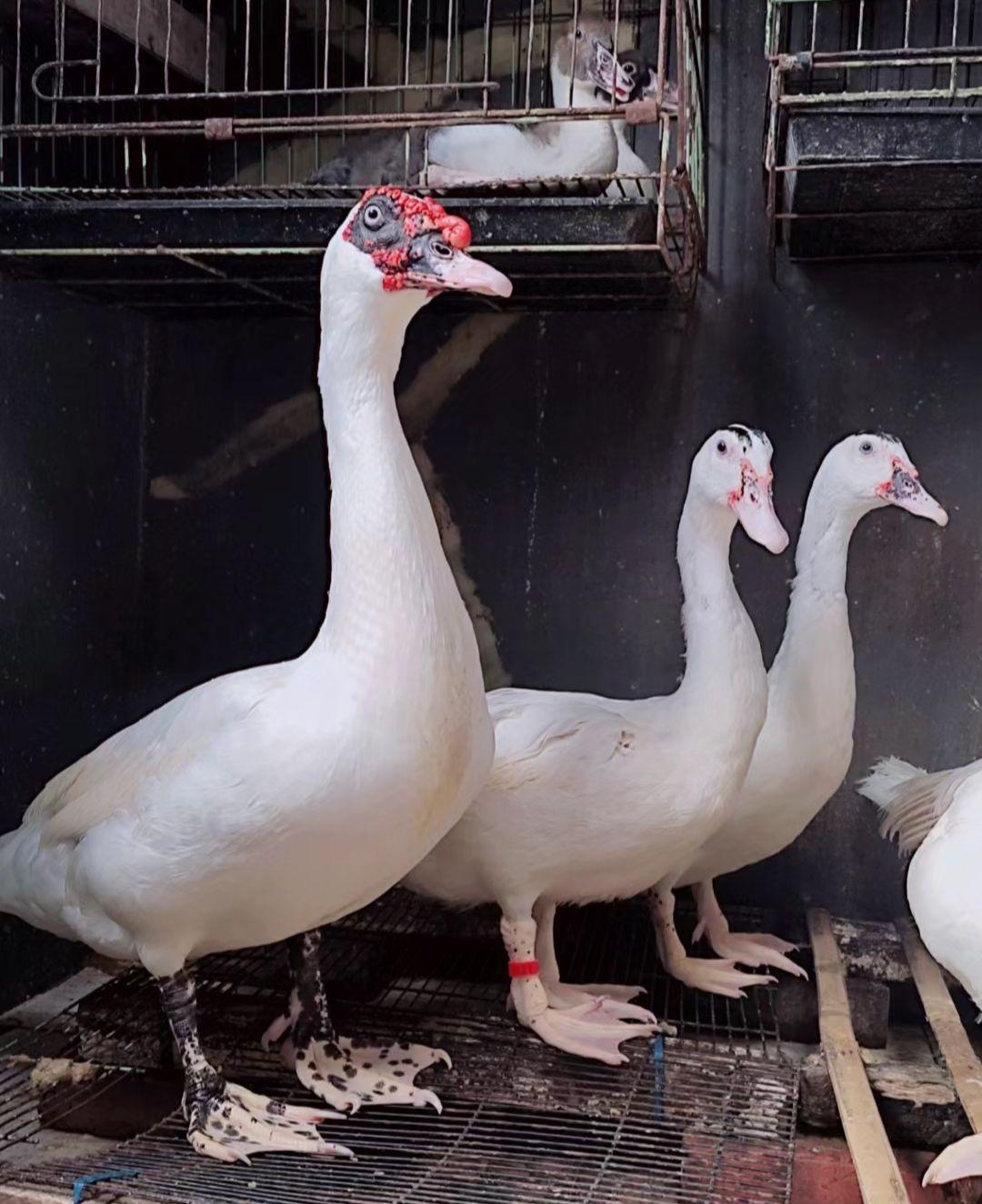 Homebreed musang pasir koja Bandung