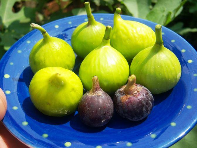 Buah Ara