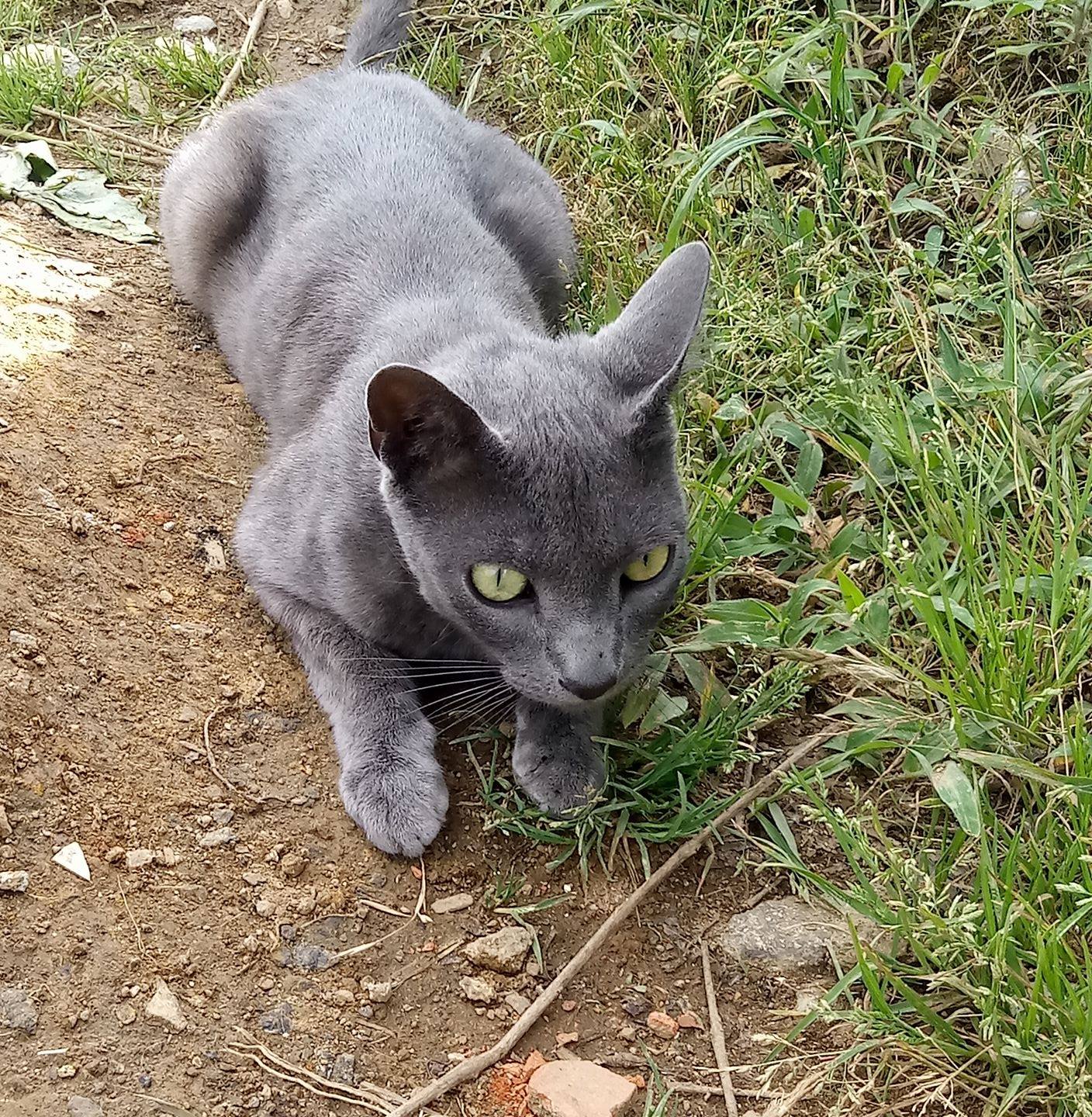Refugio Felino Ara