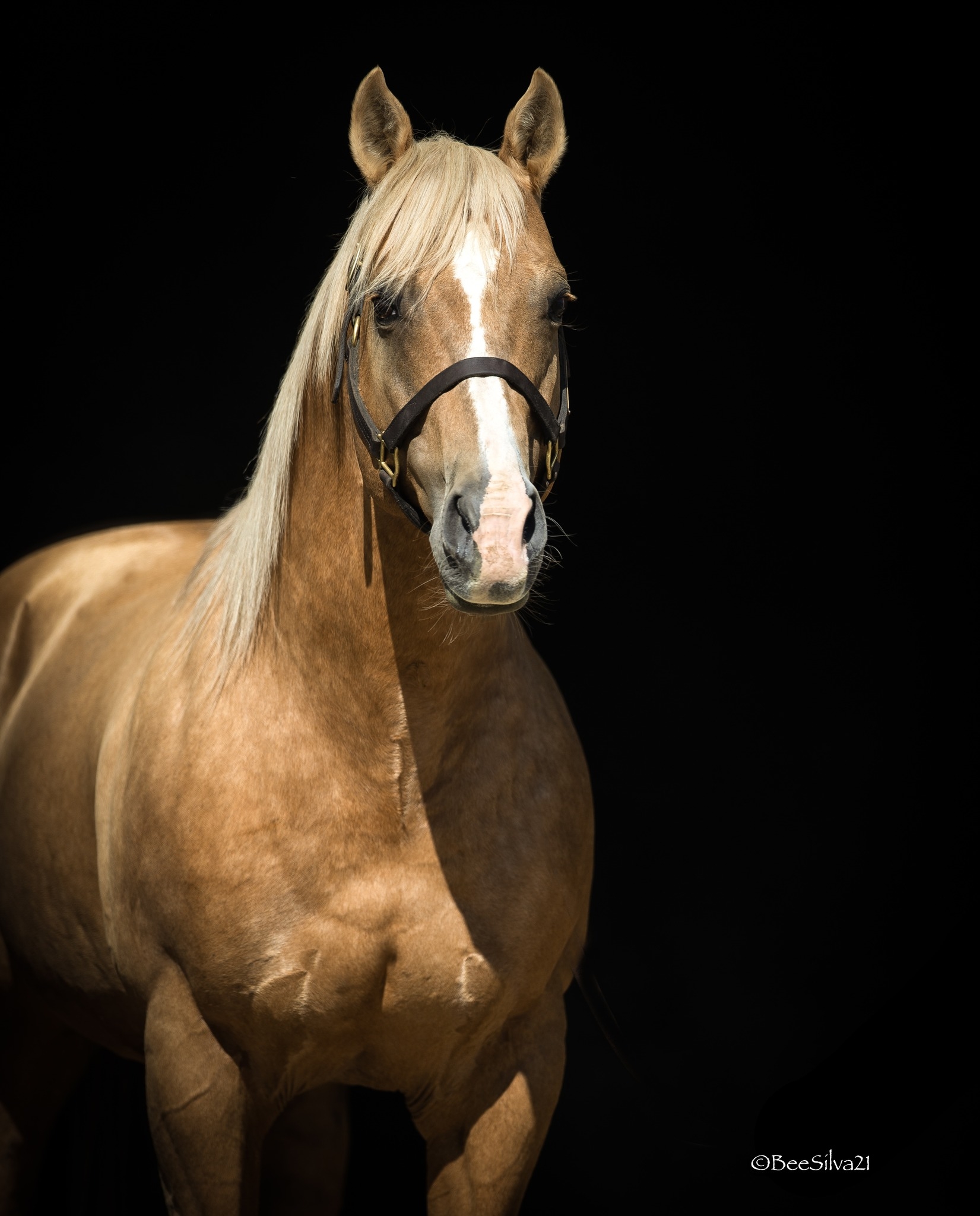 Horse Lab - Team USA 🇺🇸 that will compete at the Golden Buckle Malta 🇲🇹 ...