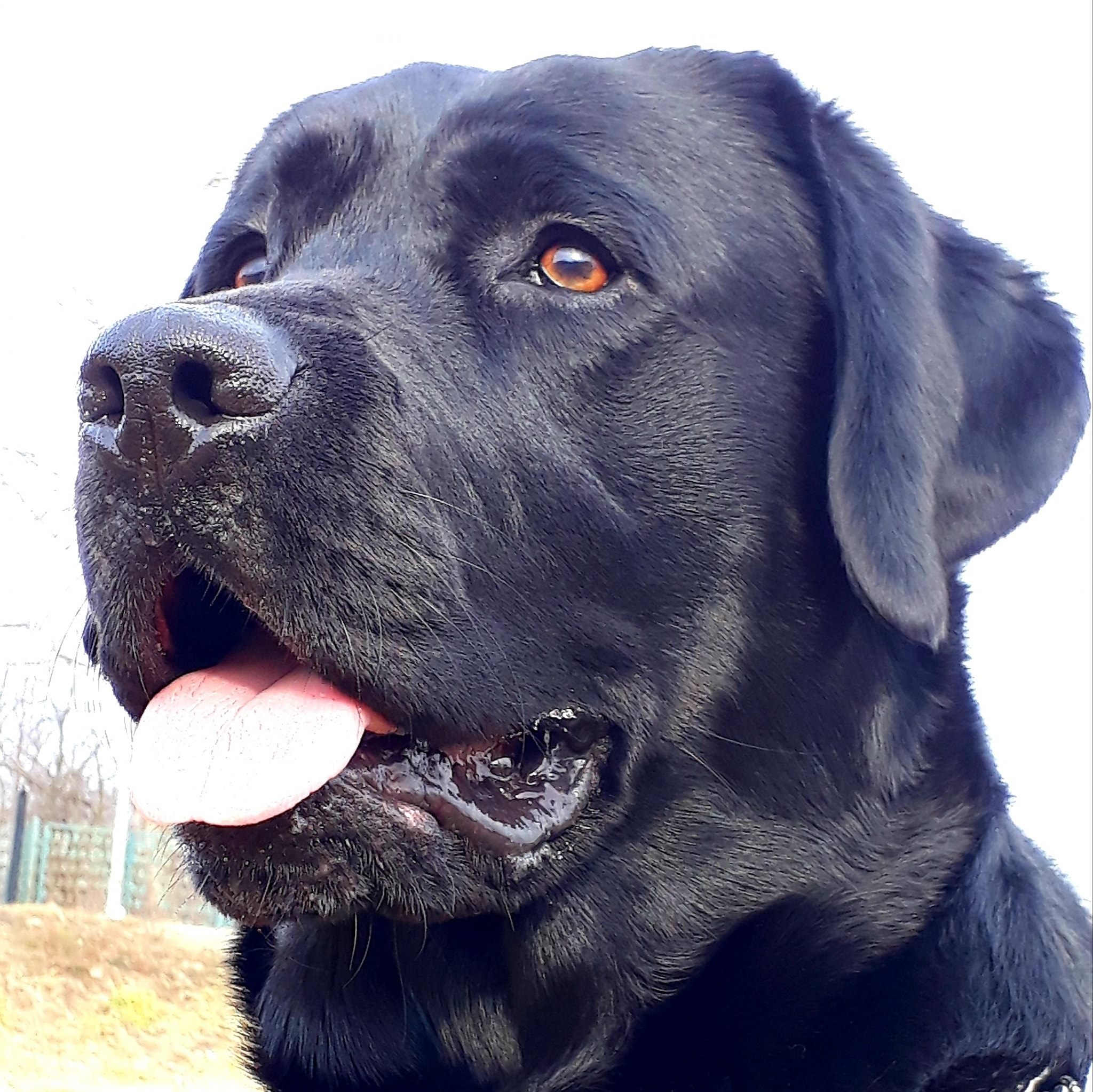 Măxuț - My Angel Labrador
