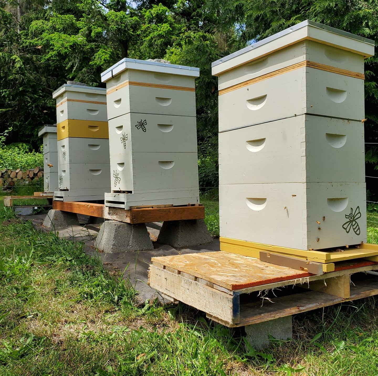 Full Frame Apiary | Middleton ID