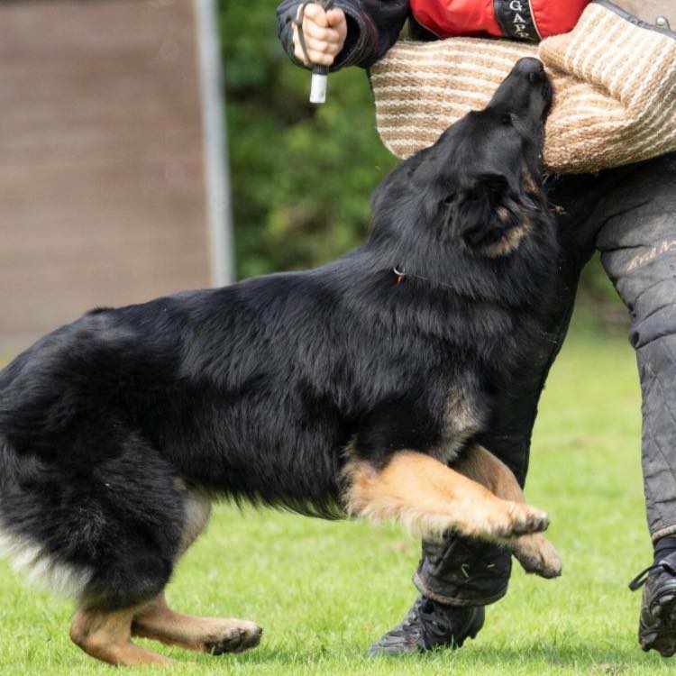 Dynamic K9’s | Wales