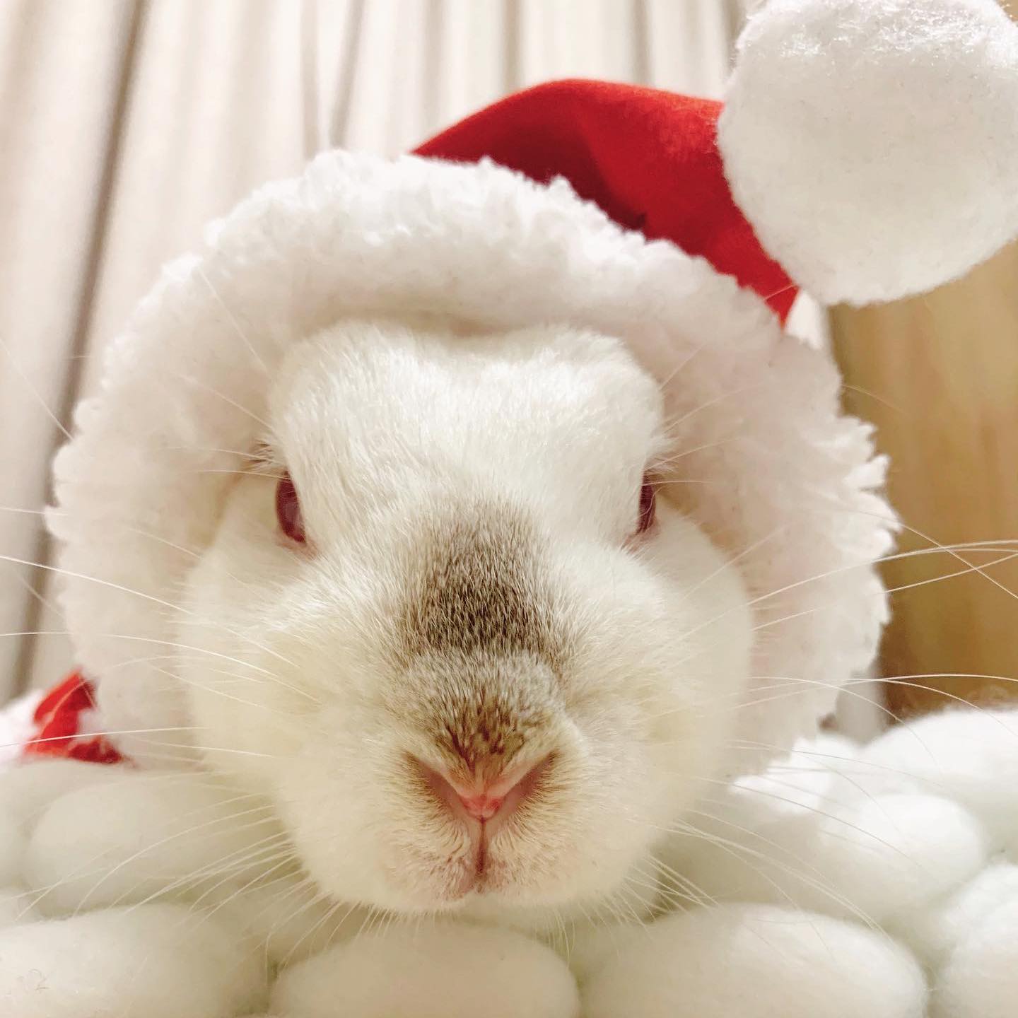 Adele the Rabbit