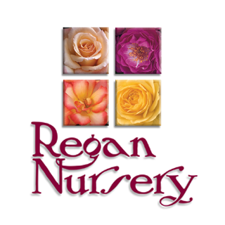 Regan Nursery - Our last big David Austin restock of 2026! | Facebook