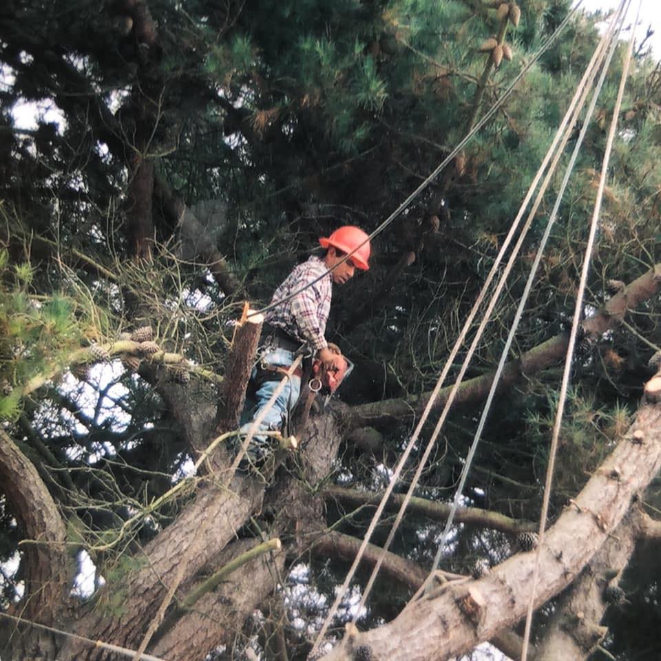 Rios Mauro Tree Services