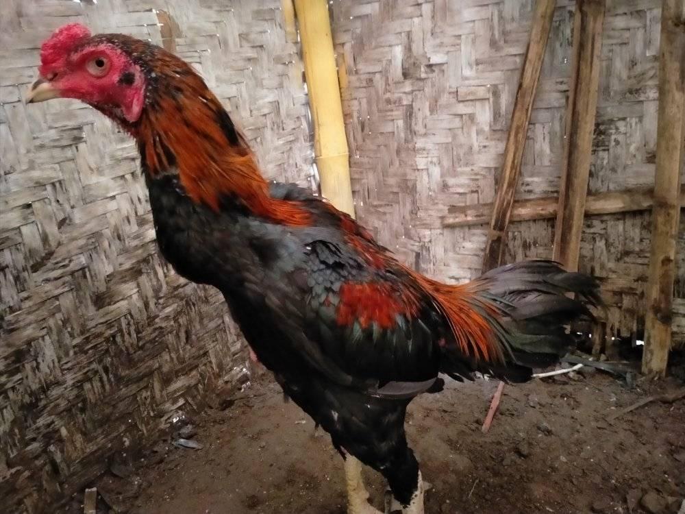 Ayam Bangkok &Entog Rambon