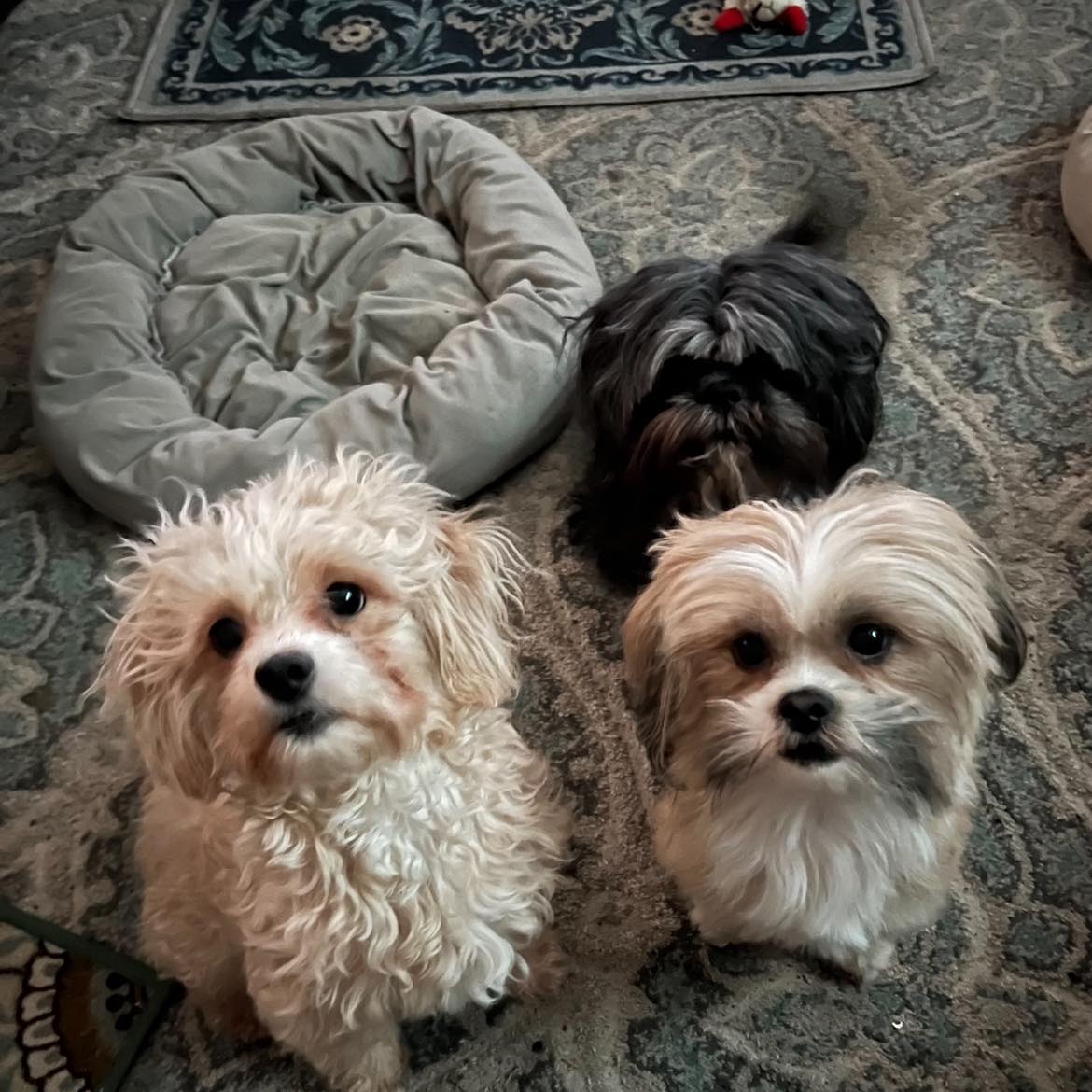 classifieds for helena pets | Helena, Montana | Facebook