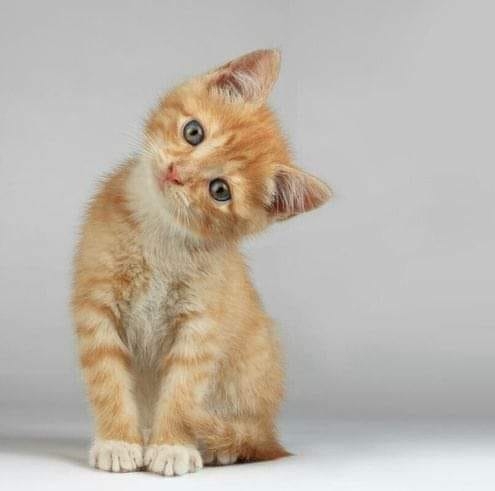cute-cats