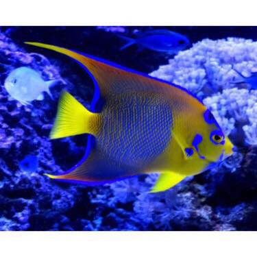 WG-Trident Marine Fish