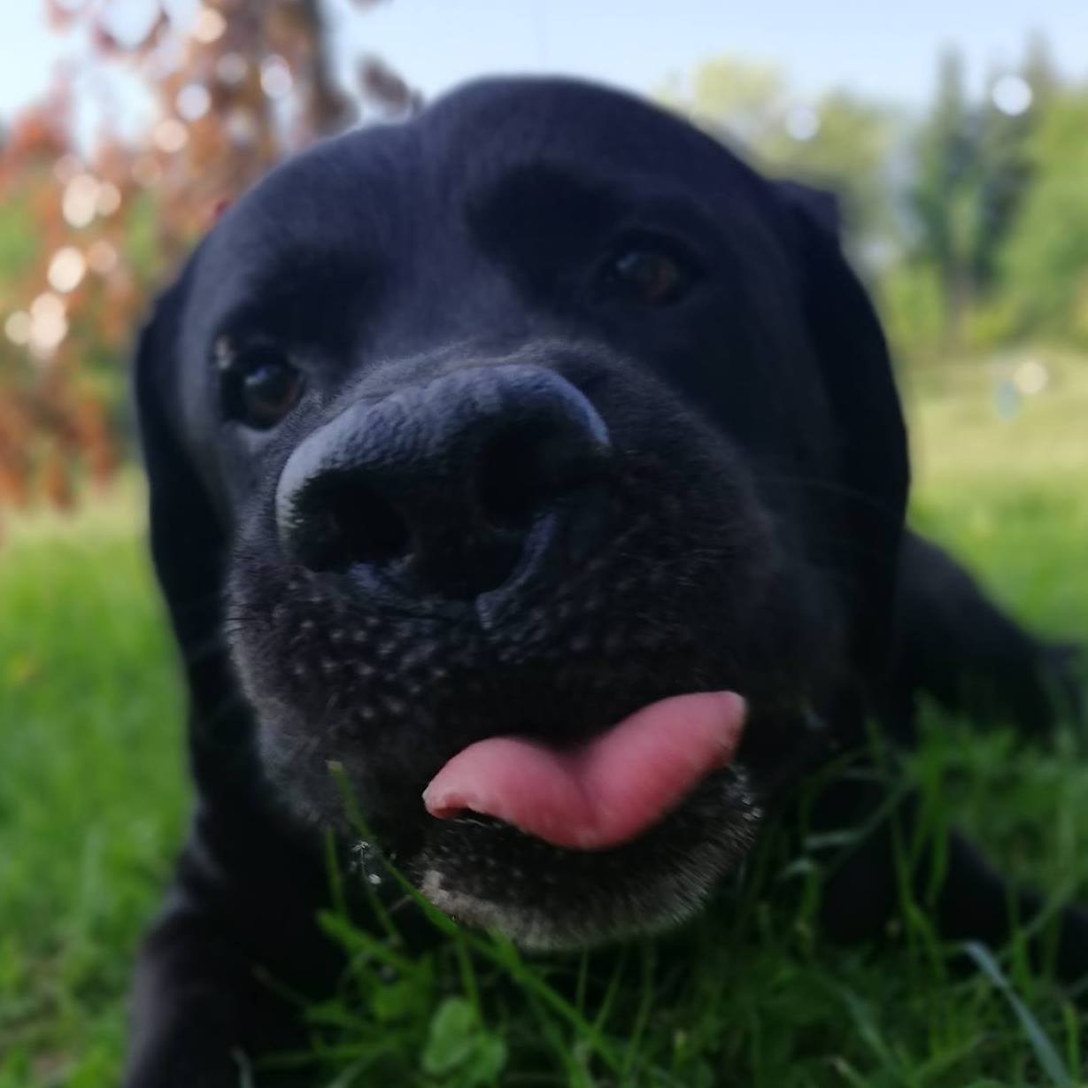 Roger Labrador Retriever