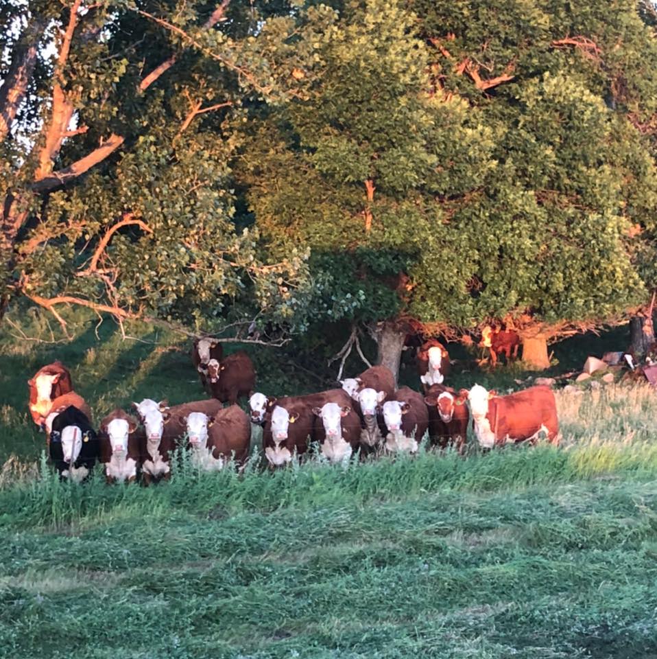 Langley Farm and Triangle T Ranch