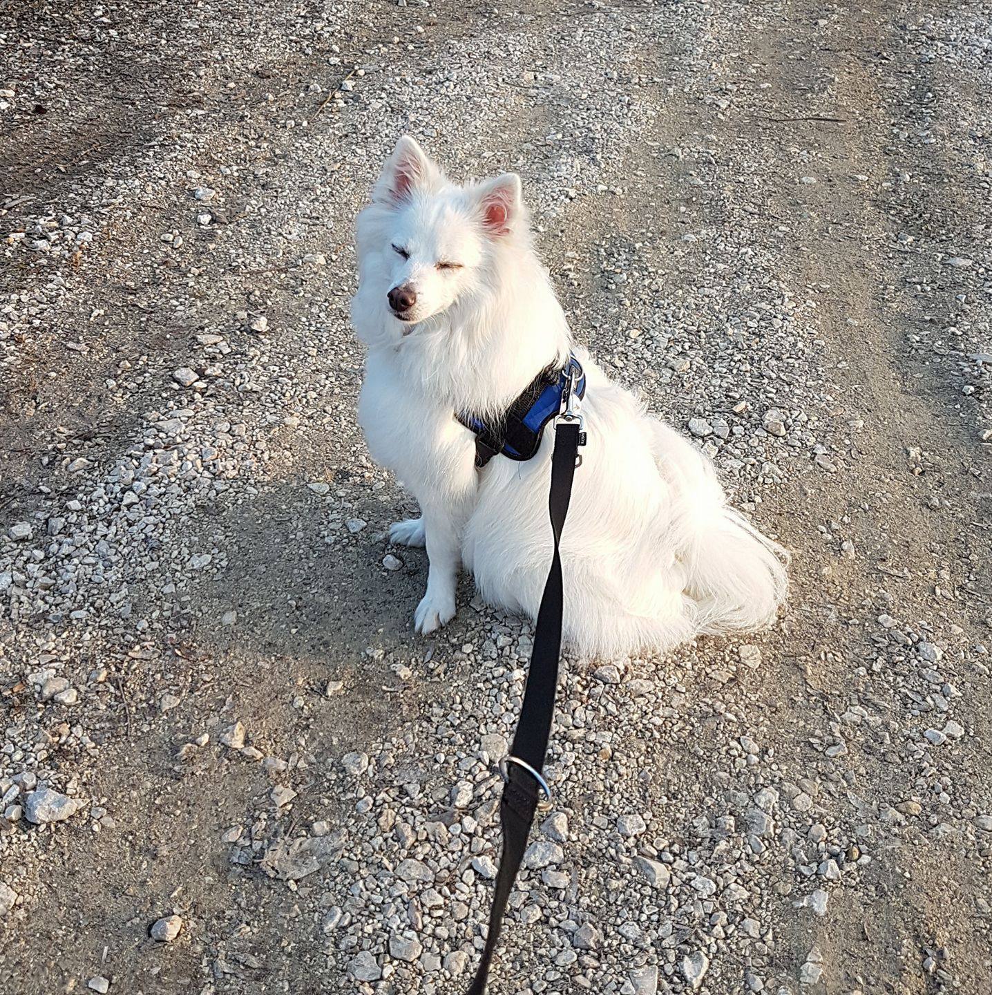The Middle Spitz Armani