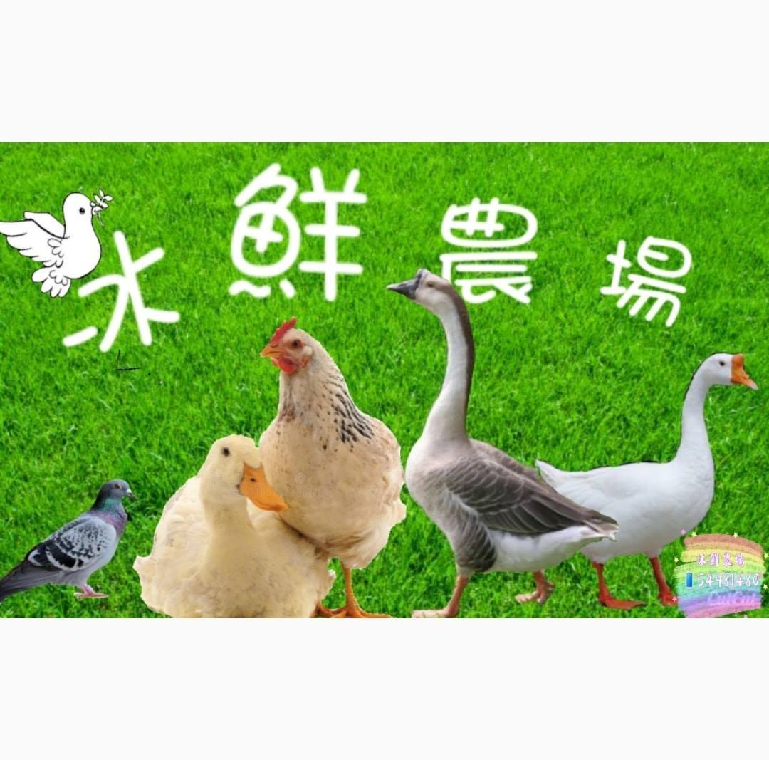 冰鮮農場