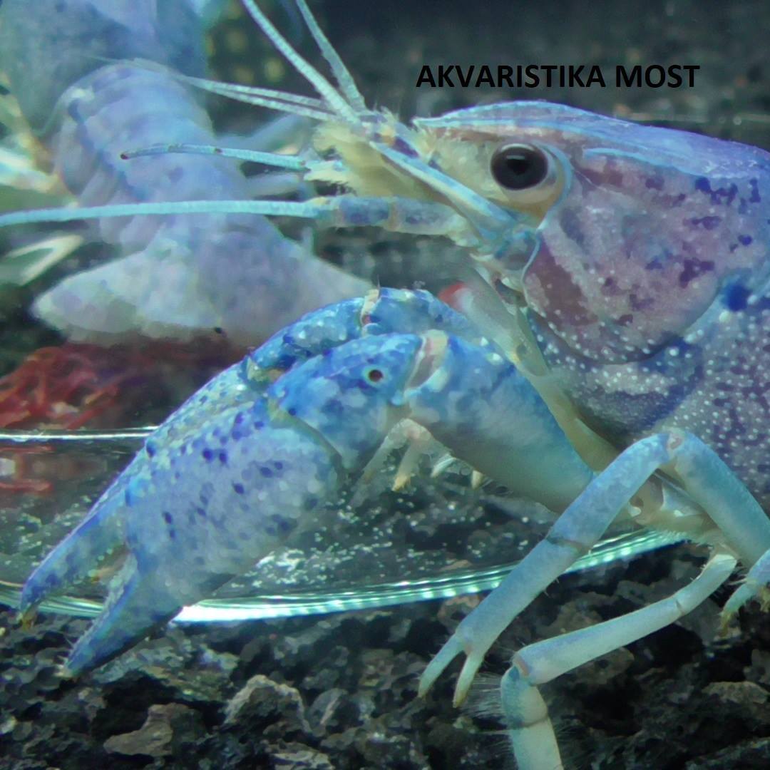AKTUÁLNÍ NABÍDKA RAKŮ zakrslý rak... - Akvaristika Most