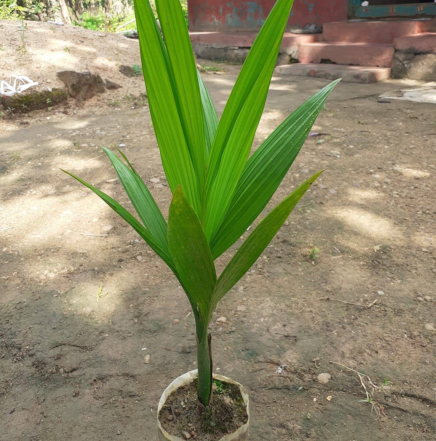 Devagange Adike Nursery