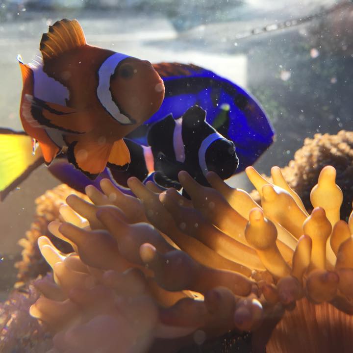 fish frenzy tropical fish & accessories south hadley ma Wind-ups / 4-pc flapping their fins FISH FRENZY - CLOSED -