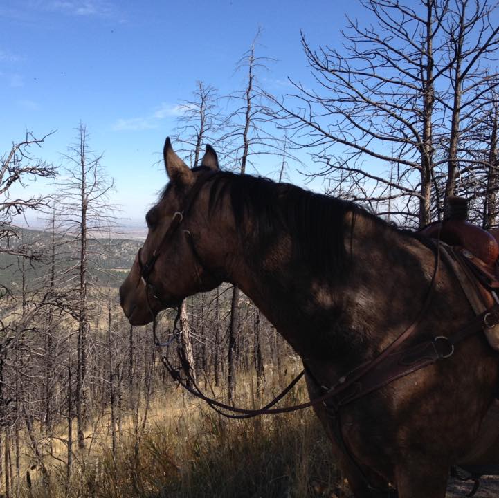 Wild spirit ranch/ breeding,sales and training | Neosho MO