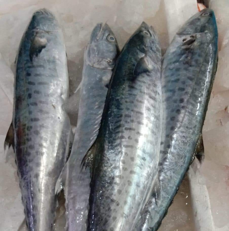 Rameshwaram sea fish-SFH