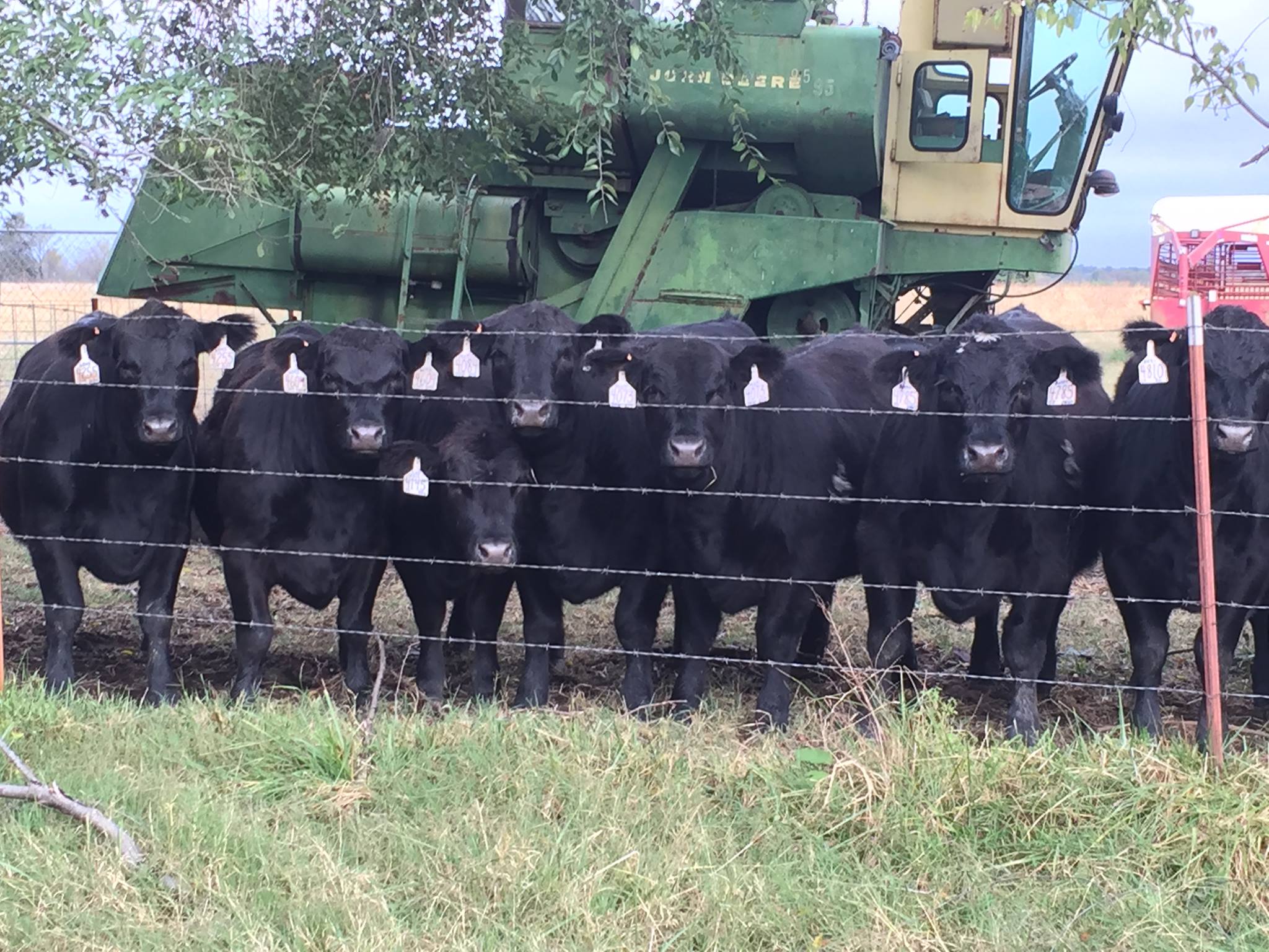 First calf heifer sired by LT... - Lee Angus Cattle Co. | Facebook